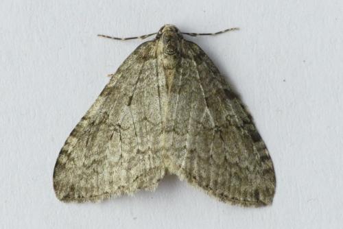Réf. 243 136 : Epirrita dilutata